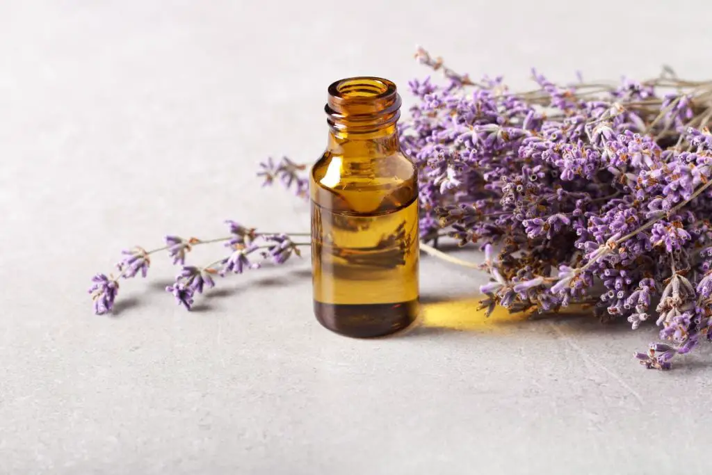 lavender-oil-uses-have-been-used-for-thousands-of-years-for-cosmetic